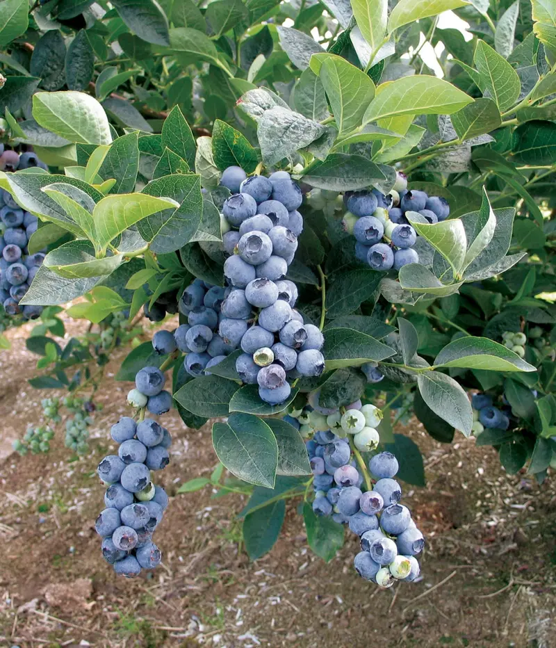 Blue Gold Blueberry Shrub – Cold-Tolerant Blueberry Cultivar