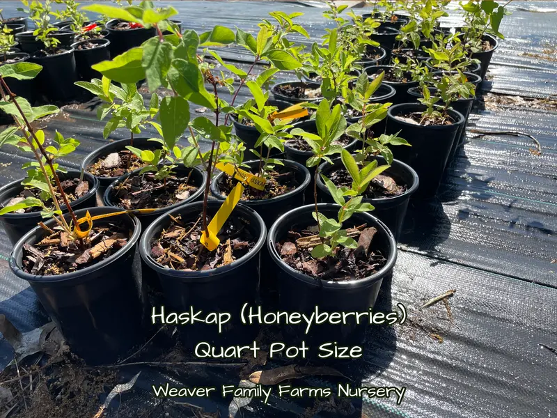 Indigo Treat Haskap Bush – Early-Ripening Honeyberry for Cold Climates