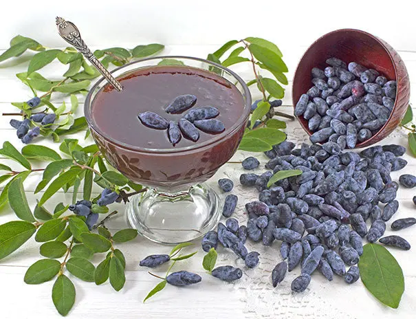 Indigo Treat Haskap Bush – Early-Ripening Honeyberry for Cold Climates