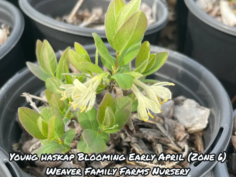 Indigo Treat Haskap Bush – Early-Ripening Honeyberry for Cold Climates