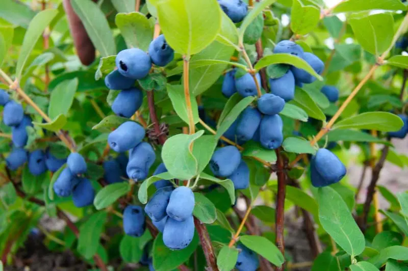 Indigo Treat Haskap Bush – Early-Ripening Honeyberry for Cold Climates